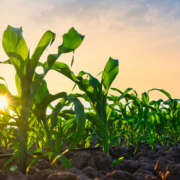 iStock 1388569712 scaled e1750414396773