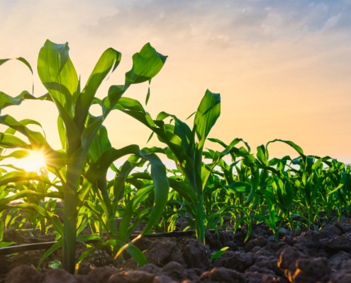 iStock 1388569712 scaled e1750414396773