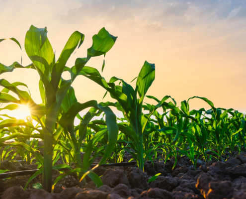 iStock 1388569712 scaled e1750415508424