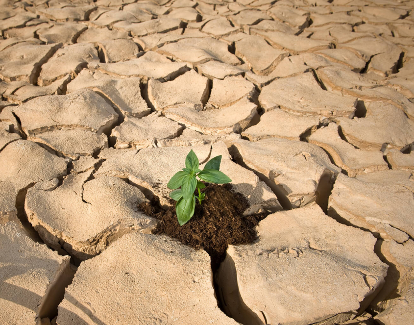 Giwa Trake za navodnjavanje dostupne i u Libanu 1 Giwa Drip