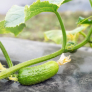 Biorazgradiva malč folija: Povećajte prinose i zaštitite prirodu 1 Biodegradable mulch film