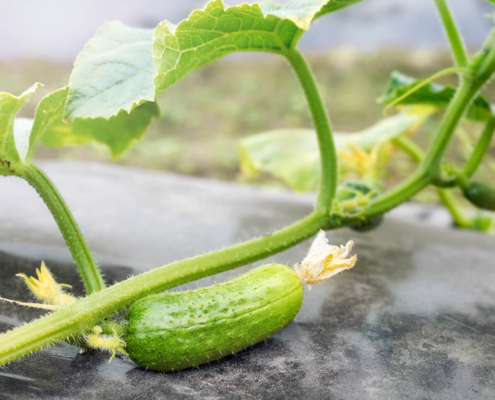 Biodegradable mulch film
