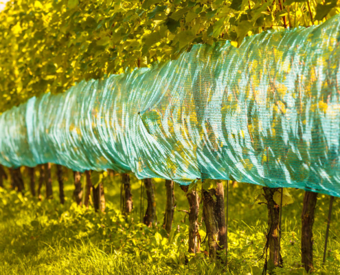 Why Gerovit Shading Nets Are Essential for Your Crops 6 Shading Nets
