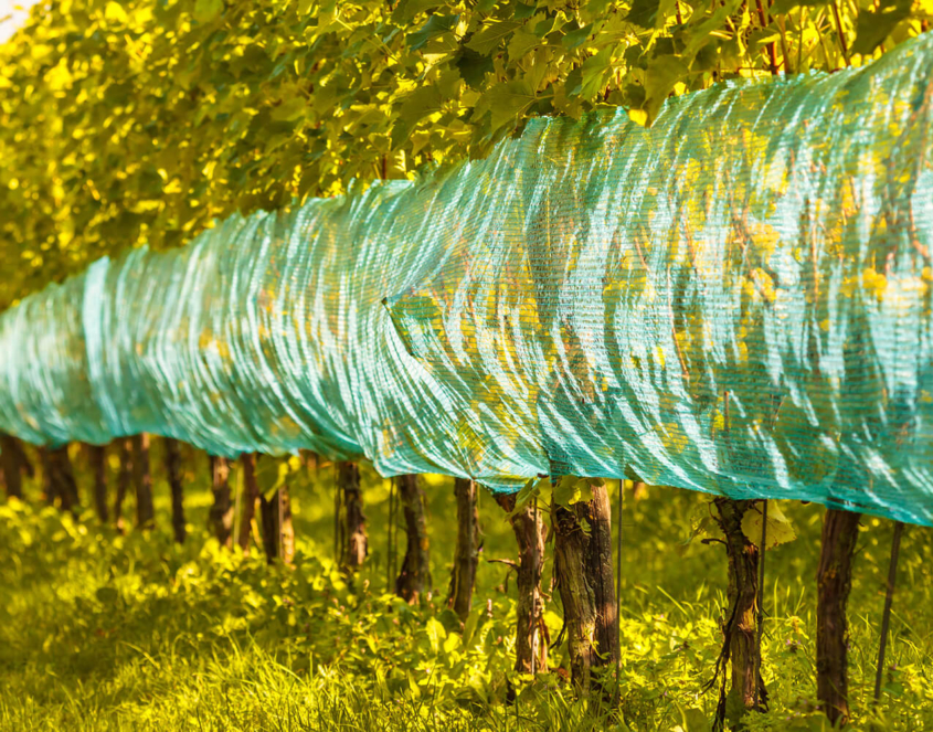 Why Gerovit Shading Nets Are Essential for Your Crops 1 Shading Nets