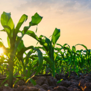 Giwa X Trake za Navodnjavanje Kap po Kap – Povećajte Prinos Kukuruza do 3x 8 Giwa X