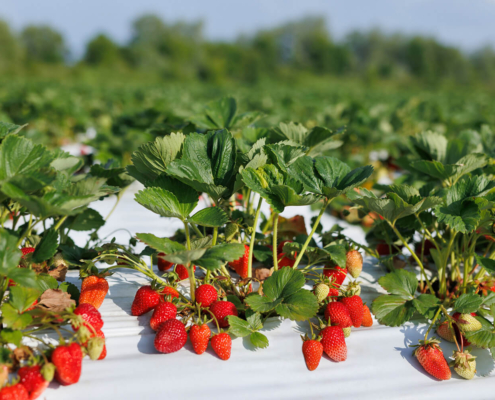 White - Black Mulch Film: The perfect choice for bigger and tastier strawberries! 5 Mulch Film