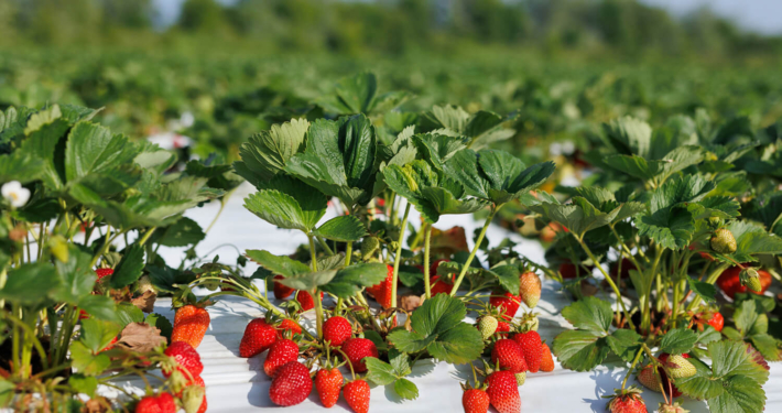 White – Black Mulch Film: The perfect choice for bigger and tastier strawberries!