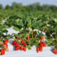 White - Black Mulch Film: The perfect choice for bigger and tastier strawberries! 6 Mulch Film