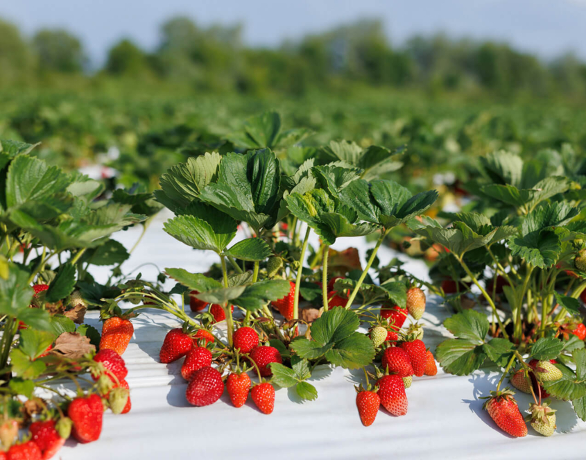 White - Black Mulch Film: The perfect choice for bigger and tastier strawberries! 1 Mulch Film